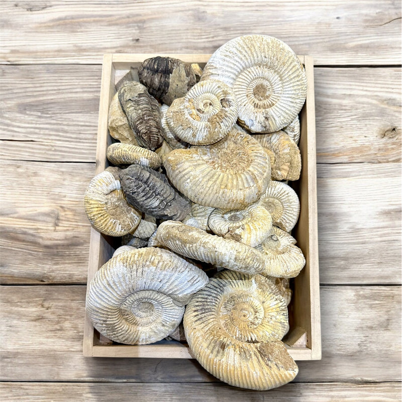 65 Million Year Old Ammonite Fossil