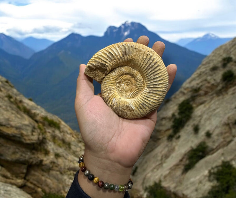 65 Million Year Old Ammonite Fossil