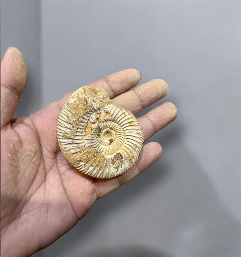 65 Million Year Old Ammonite Fossil
