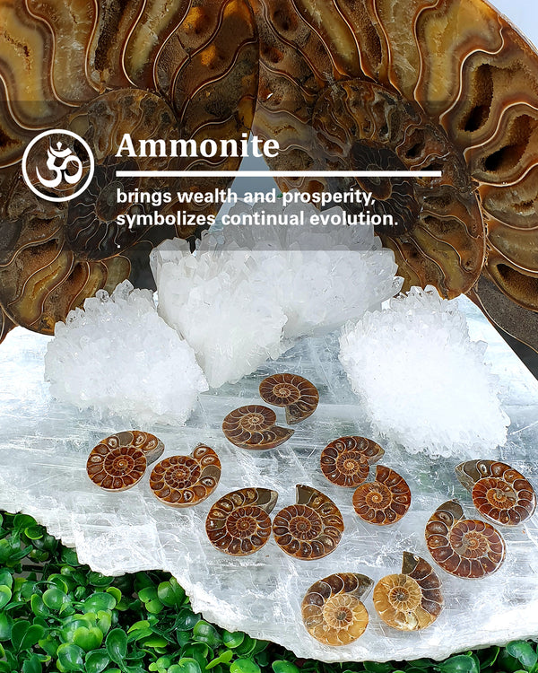 Ammonite small